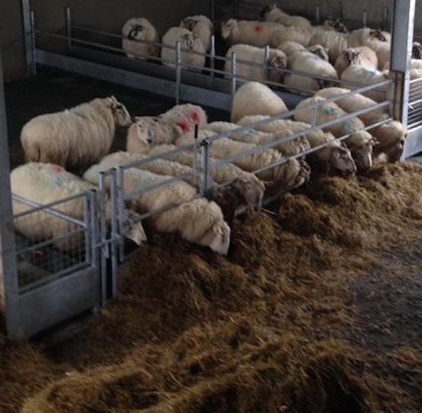 sheep_feed_barriers_1 sheep_feed_barriers_1