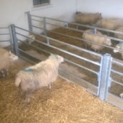 sheep_feed_barriers_2