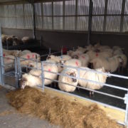 sheep_feed_barriers_3