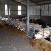 sheep_feed_barriers_4