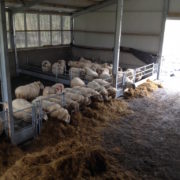 sheep_feed_barriers_5