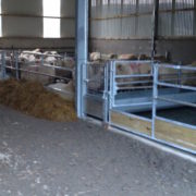 sheep_feed_barriers_6