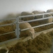 sheep_feed_barriers_7