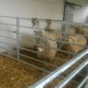 sheep_hay_rack_3